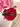 Red rose bouquet with ladybug accent by Petals By Emily